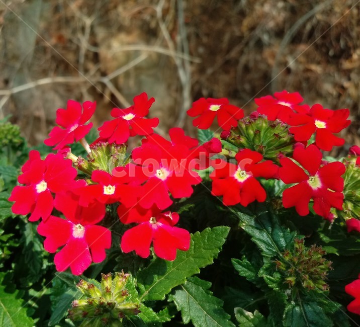버베나,verbena,식물,빨간색꽃,일년초