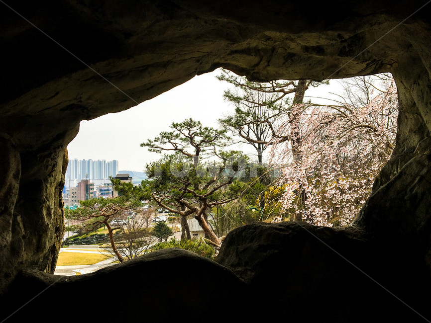 바위,자연,나무,소나무,벚꽃나무,봄,풍경,경치