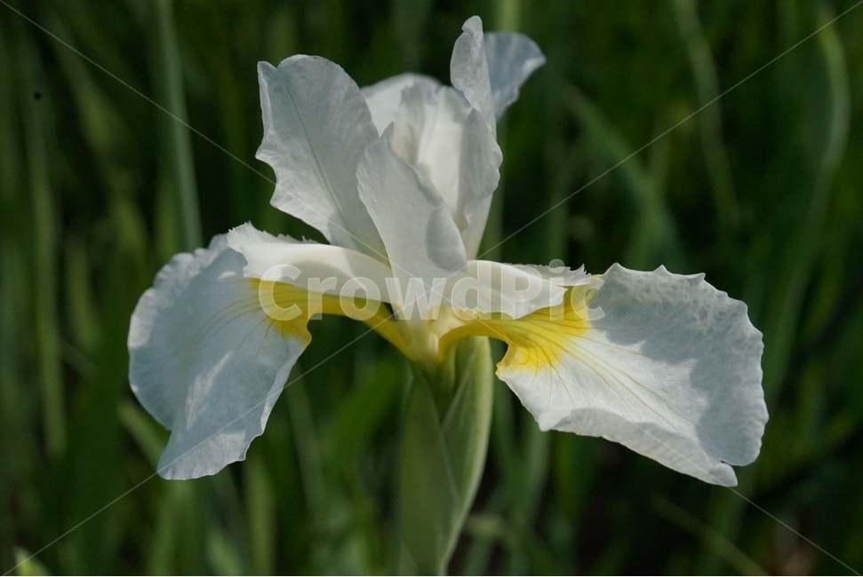 꽃,식물,flower,plant,자연,흰꽃창포,창포,식물,자연,plants,nature,꽃,flower