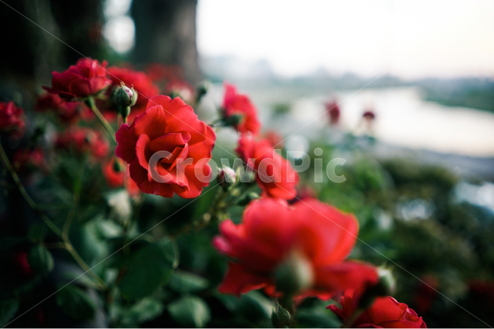 장미,꽃,봄,감성,햇살,5월,rose,flowers,spring,sun,light,emotion,봄,계절,spring,season,식물,자연,plants,nature,꽃,flower,감성,sensible,feeling,plant,blossom,geranium,제라늄