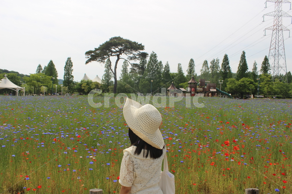 여자,뒷모습,수레국화,양귀비,꽃밭,flowers,girl,flower