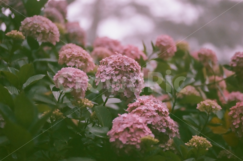 수국,빈티지,필름사진,꽃,부산,식물,자연,plants,nature,꽃,flower,감성,sensible,feeling