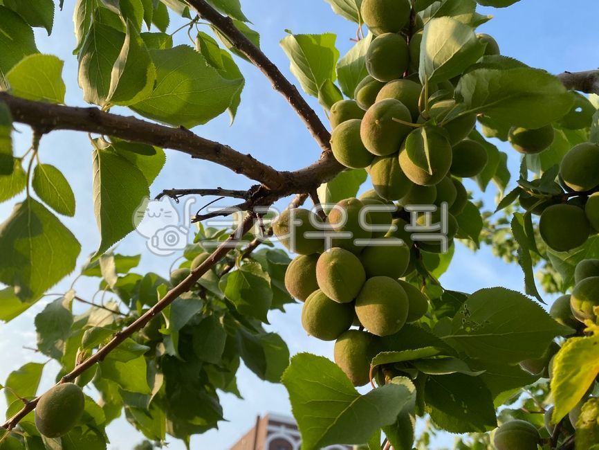 apricot,Fruit,fruit tree,fruit,plant,apricot fruit,apricot tree
