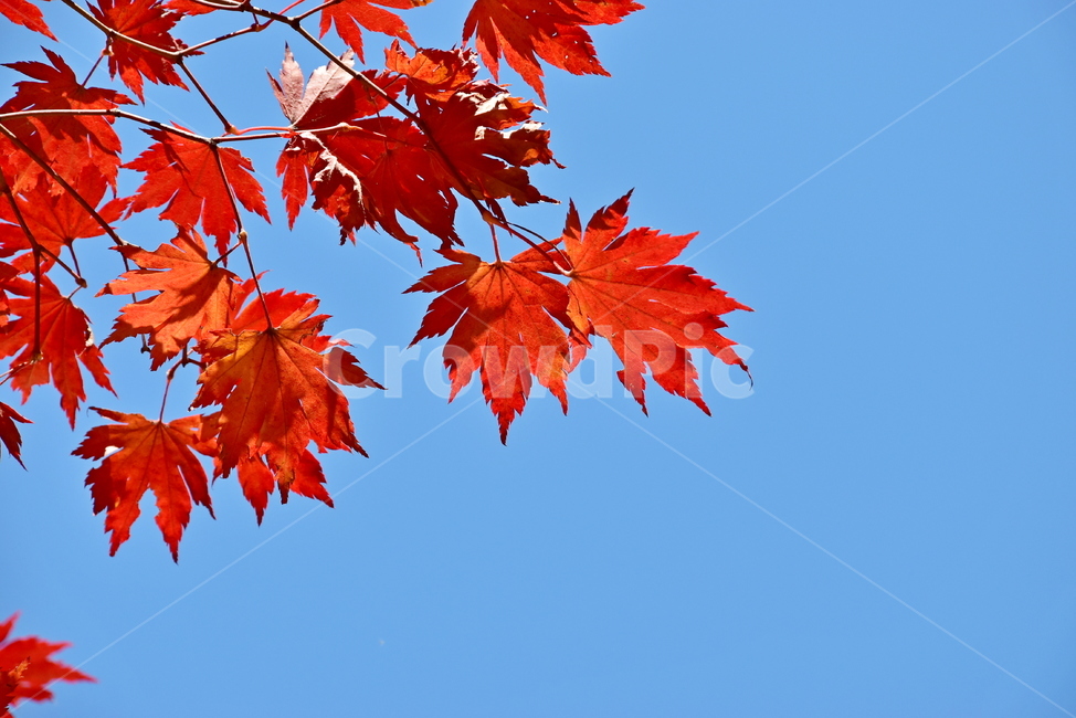 가을,단풍,하늘,빨간색,감성,힐링,가을,계절,fall,autumn,season,leaf,잎,plant,식물,tree,나무