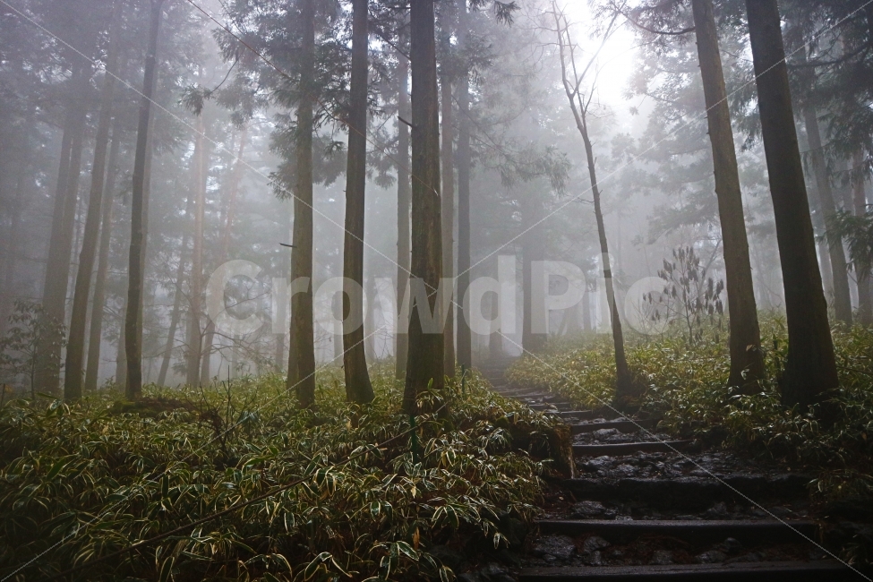 한라산,풍경,숲,숲속,나무,등산로,몽환,안개,등산,비,제주도,제주,자연,풍경,nature,landscape,휴식,힐링,rest,relaxation,healing,outdoors,옥외,weather,날씨