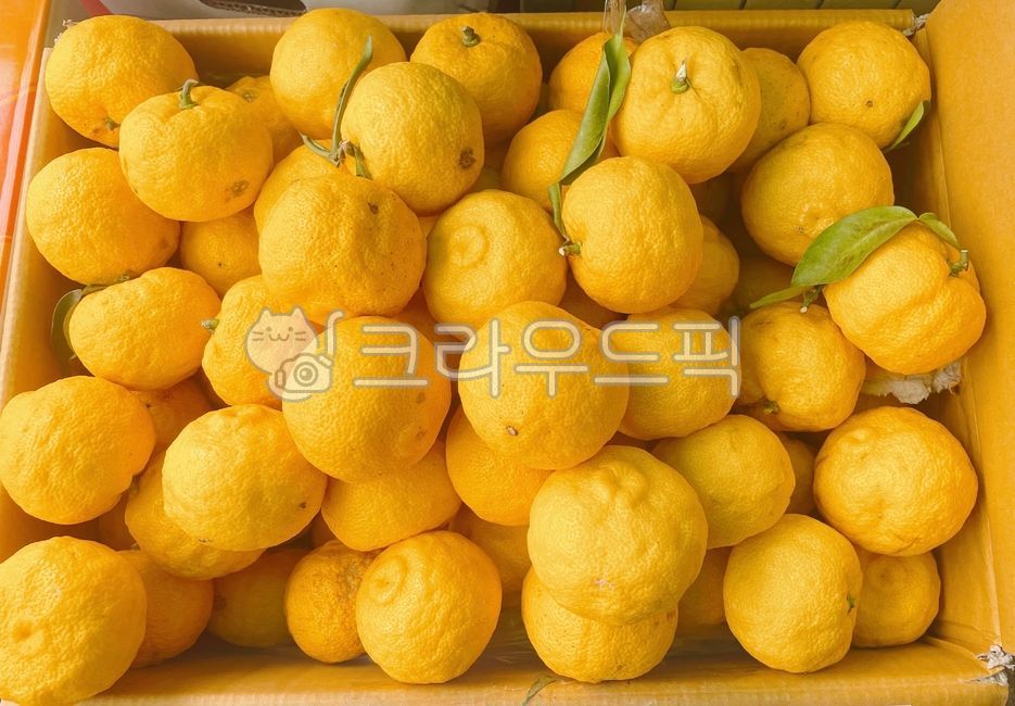 유자,유자차재료,재료,식재료,음식,제철,제철과일,식물,plant,food