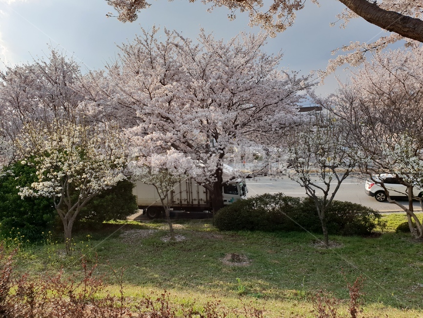 꽃,벚꽃,벚꽃들,4월,잔디