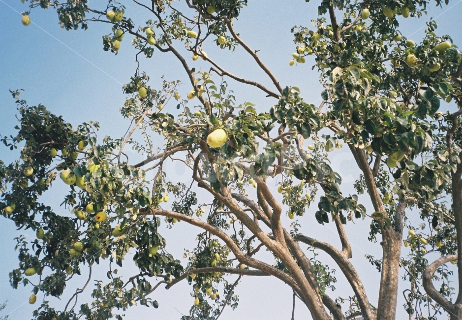 경주,경주여행,여행,여행사진,모과,모과나무,가을,필름사진,필름,travel,travelphoto,quince,quincetrees,film,filmphoto,filmphotography,analog,식물,자연,plants,nature,나무,trees,wood,과일,열매,fruit,감성,sensible,feeling