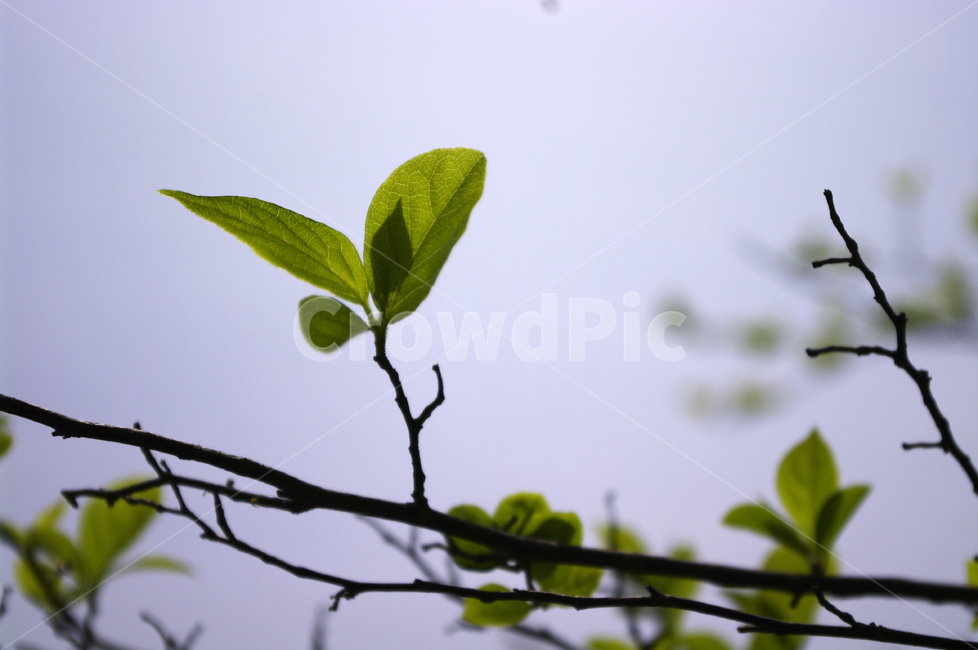 나무,잎,하늘,식물,plant,식물,자연,plants,nature