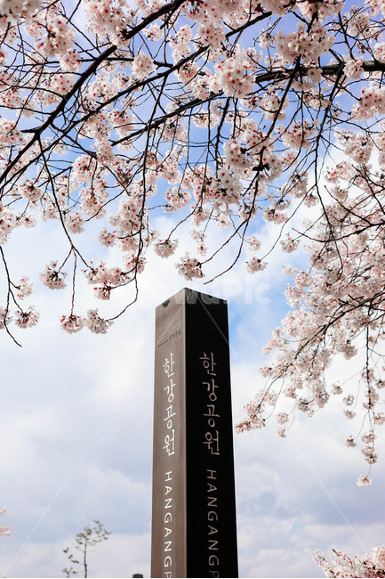 벚꽃,나무,하늘,한강공원,봄,꽃,봄,계절,spring,season,flower,cherry blossom,plant,식물,blossom