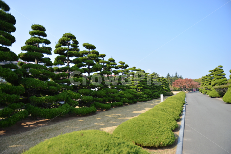 나무,조경,공원,숲길,가로수
