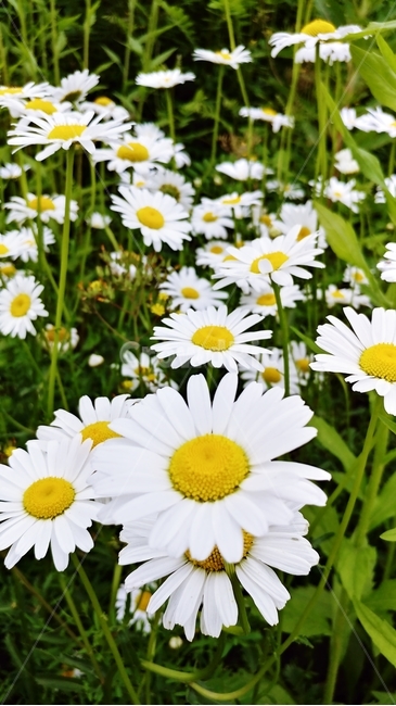국화,꽃,하얀꽃,하얀국화,flower,식물,자연,plants,nature,꽃,flower
