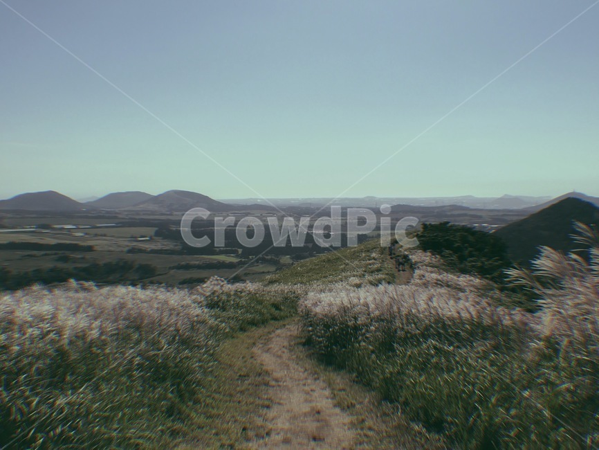 nature,자연,언덕,countryside,갈대,풍경