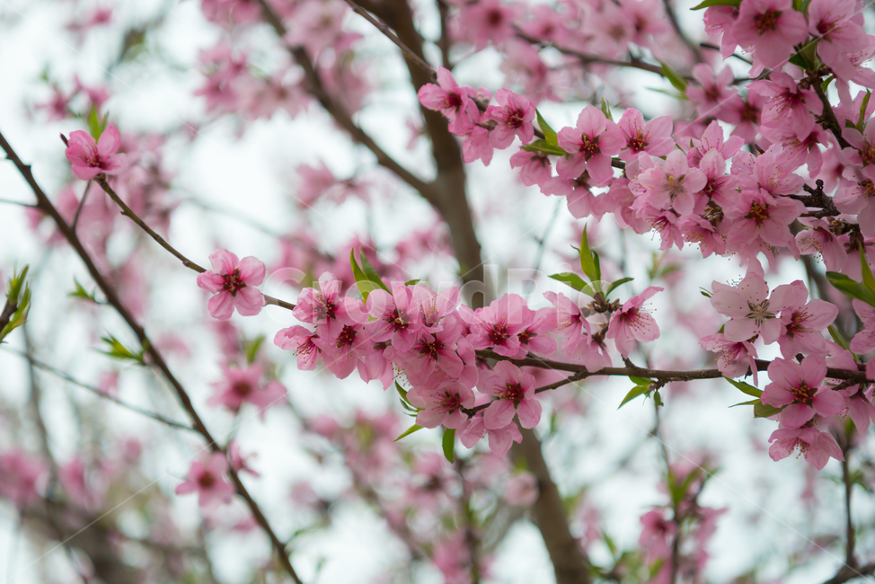 봄,자연,야외,공원,spring,nature,핑크,분홍색,pink,꽃,복사꽃,계절,식물,풍경,빛,season,plants,flower,감성,sensible,feeling