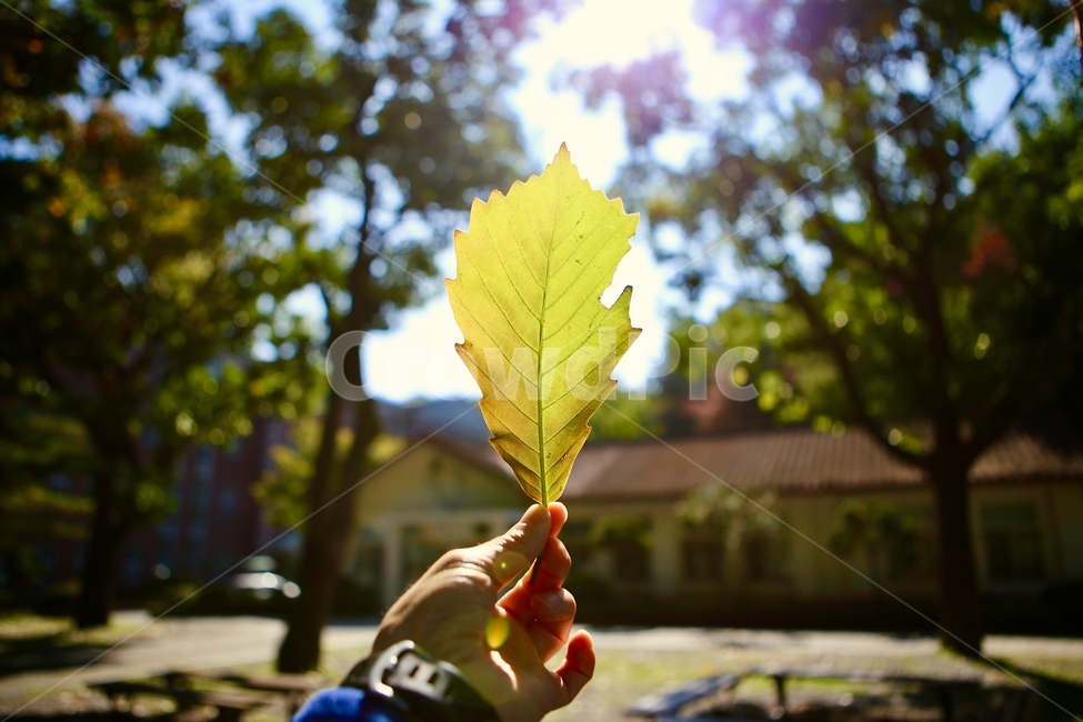 나뭇잎,blue,sky,가을,손,가을,계절,fall,autumn,season,식물,자연,plants,nature,plant,leaf,잎