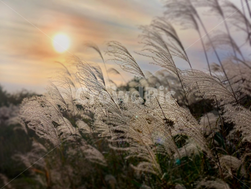 갈대,가을,감성,바람,야경,노을,가을,계절,fall,autumn,season