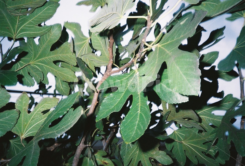 leaf,잎,plant,식물,무화과,필름카메라,식물,자연,plants,nature