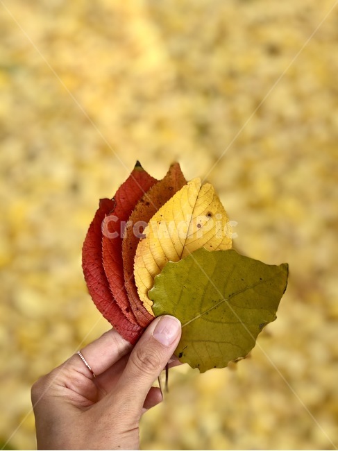 단풍,낙엽,가을,나뭇잎,leaf,잎,식물,plant,나무,nature