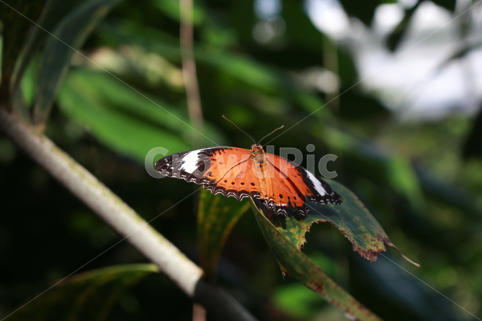 나비,자연,근접촬영,무늬,주황색,동물,animal,곤충,벌레,insect,bug