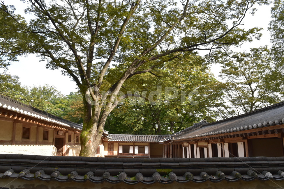 궁궐,비원,창덕궁비원,전통건물,세계문화유산,기와,전통,역사,한옥,한국전통,한국문화,korean traditional,korean culture