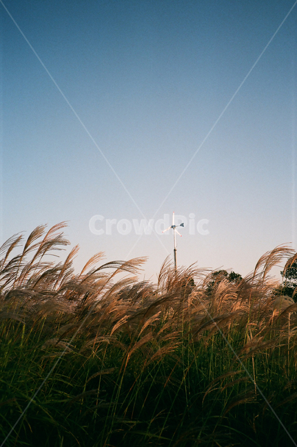 억새,풍력발전기,하늘공원,풍경,파란하늘,운치있는,감성적인,grass,plant,식물,lawn,잔디,reed,갈대,필름사진,아날로그,analog,filme,filmephotography