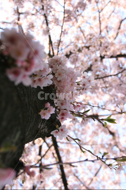 벚꽃,벚나무,봄,꽃나무,만개,만발,봄,계절,spring,season,식물,자연,plants,nature,꽃,flower,plant,blossom
