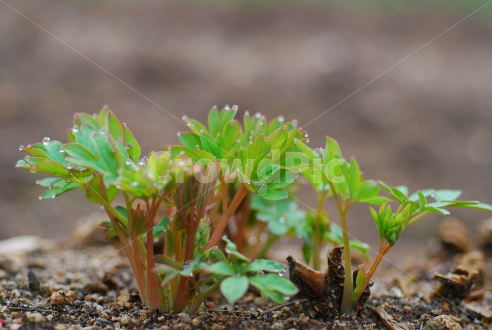 금낭화,이슬,나물,봄,어린싹,물방물,촉촉한,새순,식물,plants,자연,이슬머금은,식물,자연,plants,nature