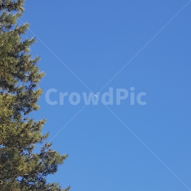 하늘,달,반달,나무,하늘색,푸름,파랑,풍경,자연,소나무,맑음,일상,sky,moon,tree,view,blue,daily,sunny,nature,자연,풍경,nature,landscape,plant,식물,fir,전나무