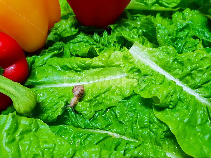 달팽이,상추,채소,야채,유기농,snail,nature,vegetable,green,fresh,red,healthy,salad,vegetables,isolated,cucumber,vegetarian,diet,ingredient,organic,white,paprika,peppers,agriculture,raw,health,leaf,onion,food,lettuce,동물,animal,채소,야채,vegetables