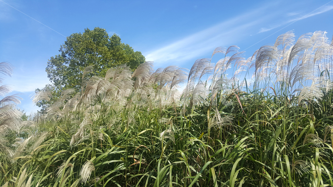 초록,자연,가을,갈대,하늘,가을,계절,fall,autumn,season,자연,풍경,nature,landscape,grass,잔디,plant,식물,lawn,reed
