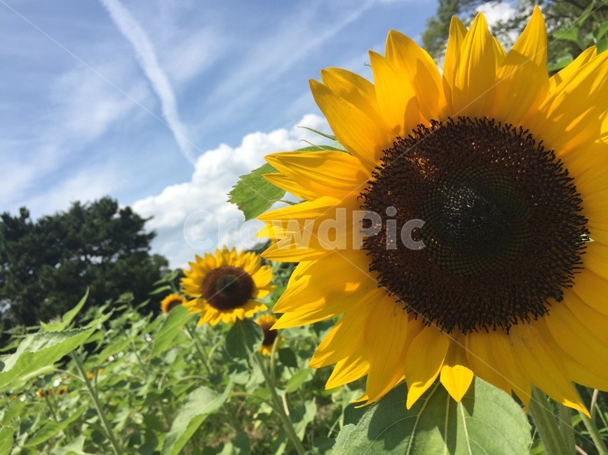 식물,꽃,해바라기,plant,flower,sunflower