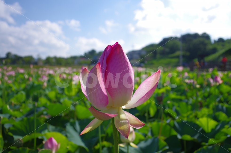 연꽃,꽃,봄,배경화면,바탕화면,연꽃밭,봄이미지,꽃사진,계절,꽃스타그램,식물,자연,plants,nature,꽃,flower