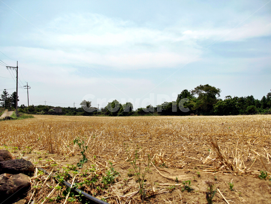 올레17코스,올레,제주,밭,농작물,밭농사,산업,industry,industrial,농업,농사,agriculture,farming,farming industry