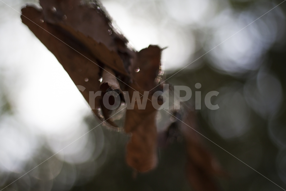 가을,낙엽,흔들림,바람,감성사진,가을,계절,fall,autumn,season,식물,자연,plants,nature,감성,sensible,feeling