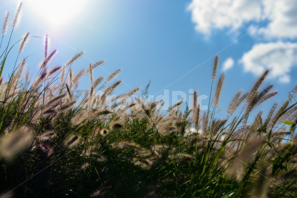 북서울꿈의숲,가을,하늘,억새,햇빛,구름,가을,계절,fall,autumn,season,자연,풍경,nature,landscape,식물,plants,grass,잔디,plant