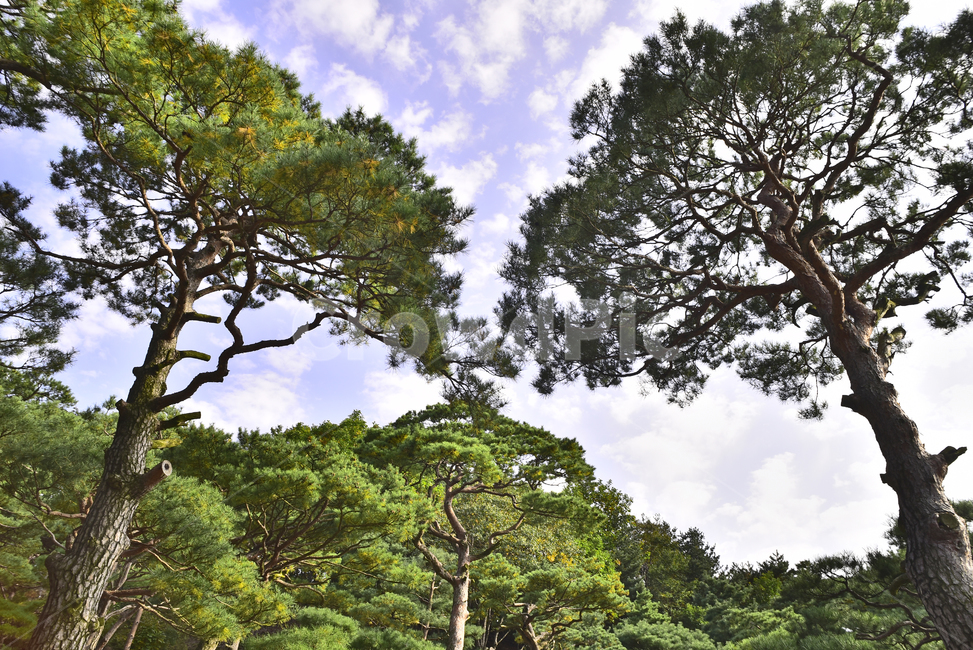 소나무,화담숲,정원,가든,수목원,침엽수,상록수,파인트리,pinetree,forest,green,tree,plant,나무,식물,vegetation,초목,background,풍경,배경,백그라운드,한국자연경관,숲,그리너리,자연,네추럴,natural,환경,environment,healing,힐링,한국자연풍경,아웃도어,옥외,야외,outdoor,landscape,자연,풍경,nature,landscape
