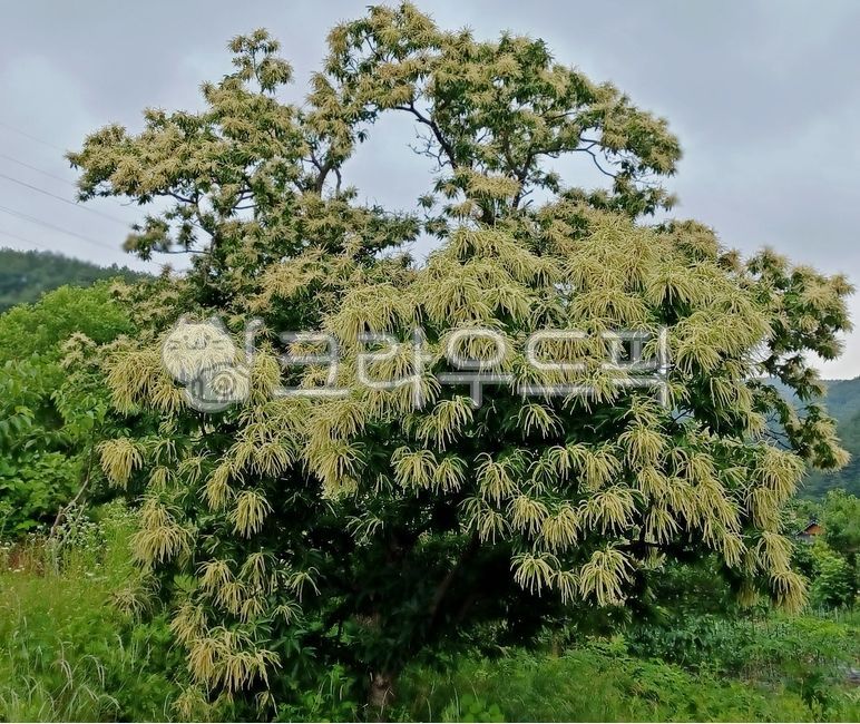 나무,tree,nature,자연,밤나무꽃,밤나무,유실수,야생밤나무