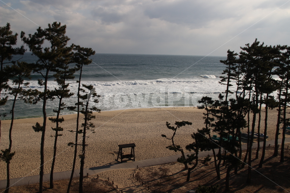 경포대,동해,바다,소나무,파도,대한민국,한국,gyeongpodae,eastsea,sea,pinetree,wave,republicofkorea,southkorea,자연,풍경,nature,landscape,한국자연풍경,한국자연경관,korea nature landscape,해변,바다,beach,sea,tree,나무,plant,식물