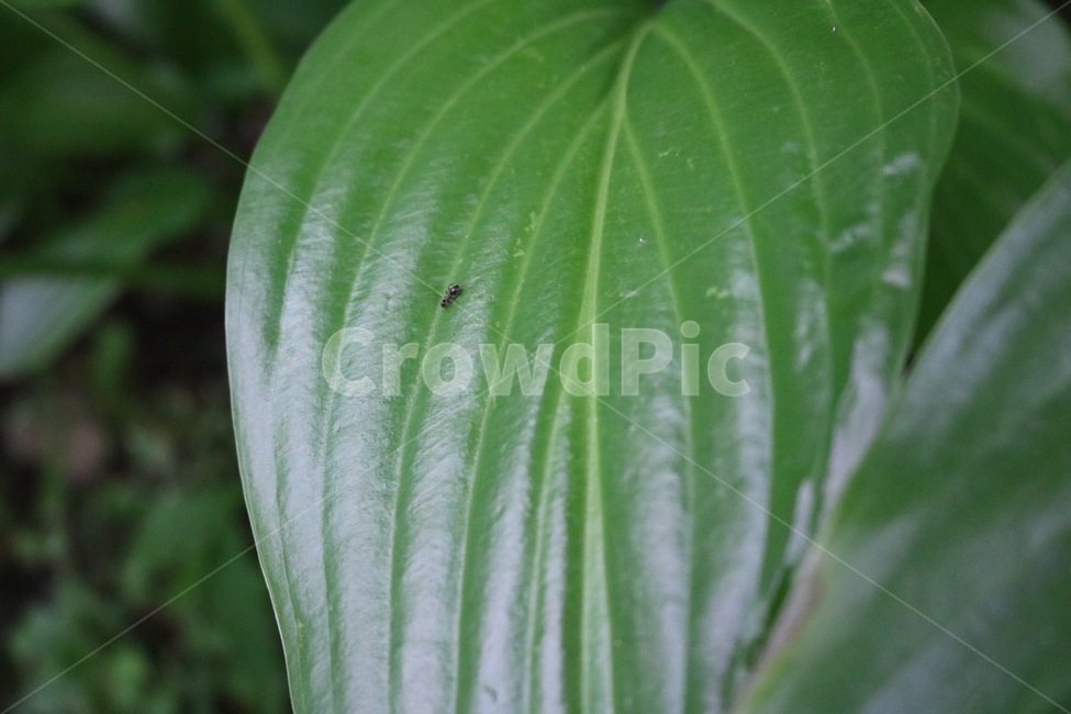 개미,곤충,잎,잎사귀,자연,초록,검정,ant,insect,leaf,nature,ari,konchuu,ha,happa,green,black,midori,kuro,식물,plants,shokubutsu,식물,자연,plants,nature,동물,animal,곤충,벌레,insect,bug