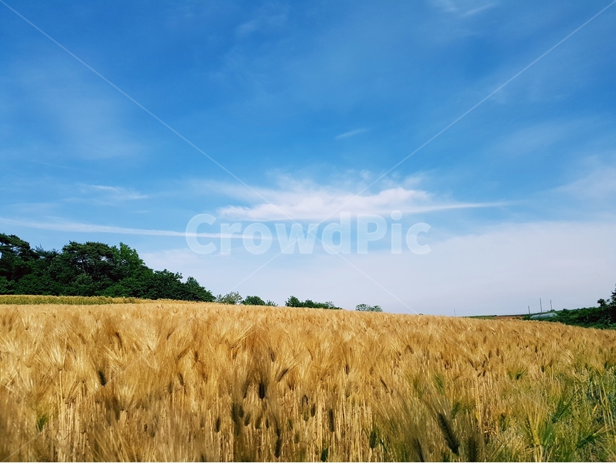 보리,보리밭,노랑,늦봄,파랑하늘,풍경,자연,풍경,nature,landscape,식물,plants,산업,industry,industrial,농업,농사,agriculture,farming,farming industry,plant