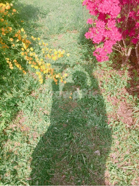 봄,연인,하트,그림자,사람