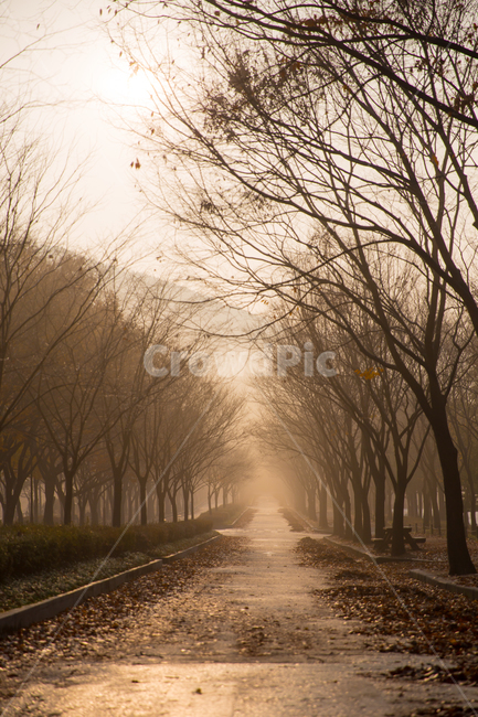 공원,길,가로수,나무,풍경,새벽,park,road,colonnade,tree,scenery,dawn,가을,계절,fall,autumn,season,자연,풍경,nature,landscape,감성,sensible,feeling