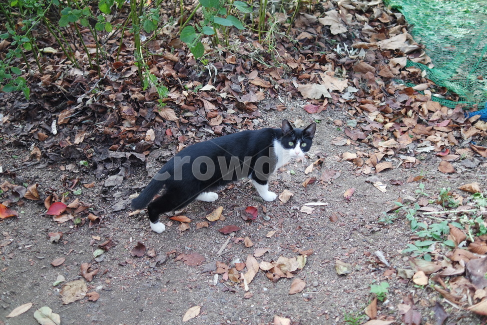 고양이,오솔길,동물,흰색,검은색,야옹이,숲,동물,animal,포유류,mammal,고양이,cat,kitten,kitty