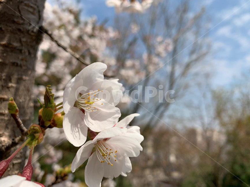 벚꽃,벚꽃놀이,꽃,꽃놀이,벚꽃길,안산벚꽃,봄,봄,계절,spring,season,식물,자연,plants,nature,꽃,flower,plant,blossom