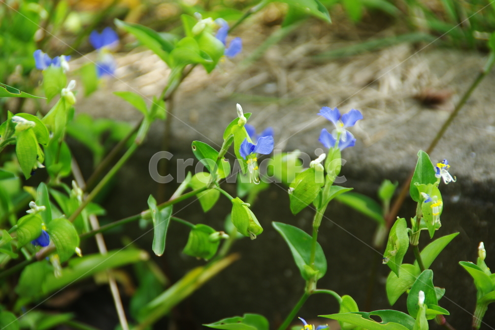 잡초,꽃,식물,자연,잡초들,식물,자연,plants,nature,꽃,flower