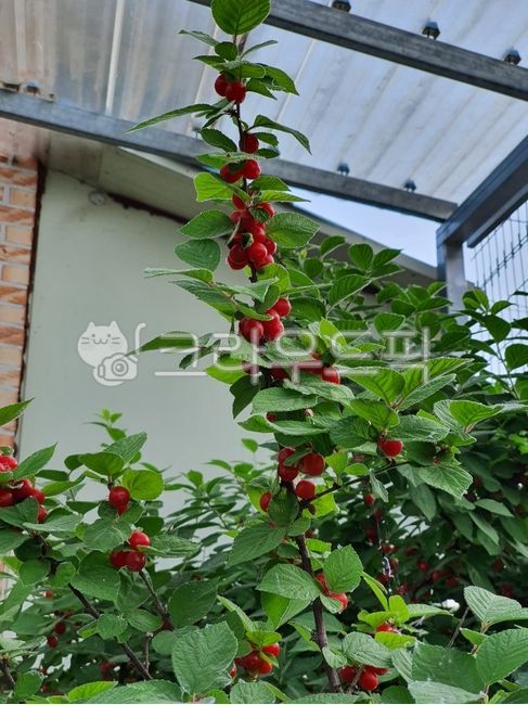cherry,red cherry,summer fruit,fruit,plant,red fruit