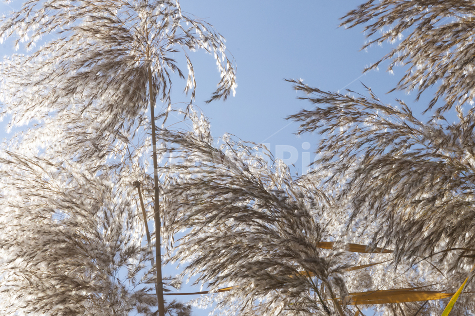 억새,갈대,가을,가을풍경,하늘,가을하늘,가을,계절,fall,autumn,season,자연,풍경,nature,landscape,grass,잔디,plant,식물,lawn,reed