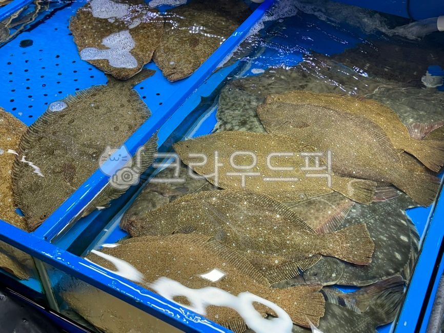 flatfish,seafood,live fish,Flatfish,episode,aquarium