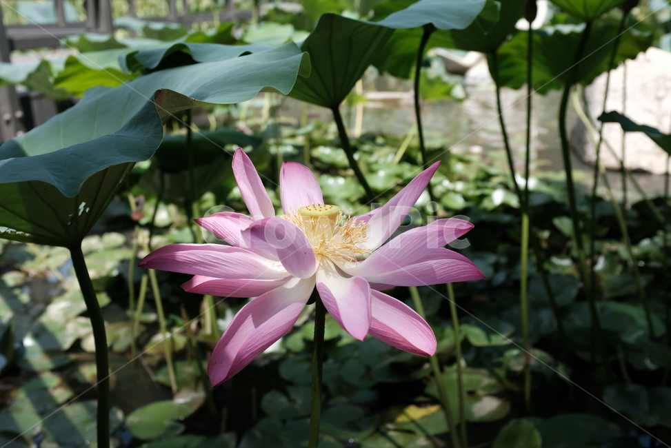 연꽃,수련,연못,연잎,꽃,식물,자연,plants,nature,꽃,flower