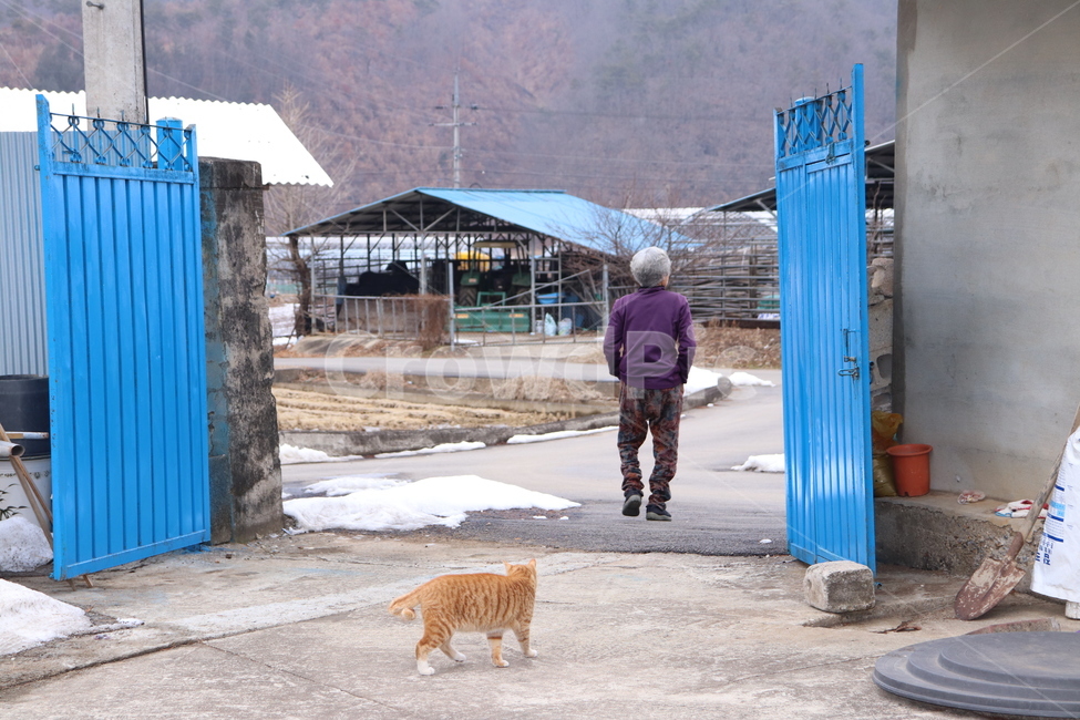 고양이,시골고양이,마당고양이,길고양이,할머니,노인,치즈코숏,코리아숏헤어,cat,반려묘,반려동물